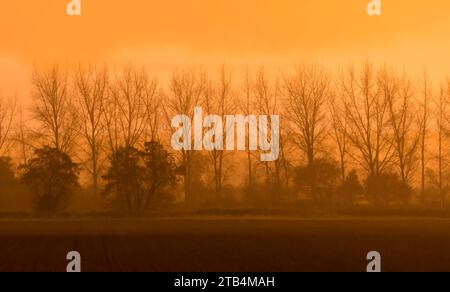 Trees silhouetted against an orange sunset on Norfolk farmland. Stock Photo