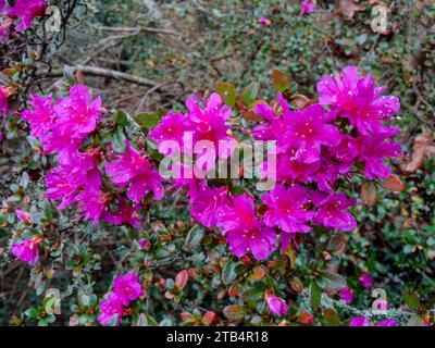 Stunningly colourful Rhododendron ‘Amoenum’ blooming in early winter. Natural close-up high resolution flowering plant portrait with negative space Stock Photo