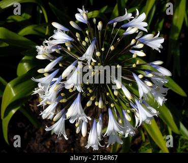 Agapanthus 'Queen Mum' Stock Photo