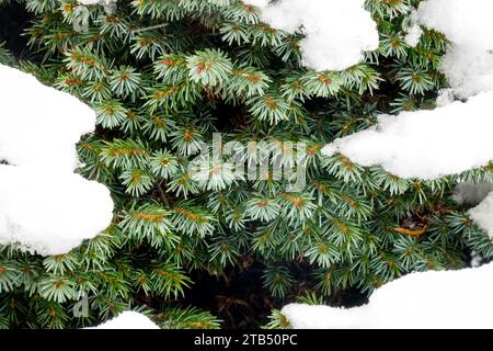 Serbian Spruce, Picea omorika 'Pimoko', Snow, covered, Spruce, Needles in Winter Stock Photo