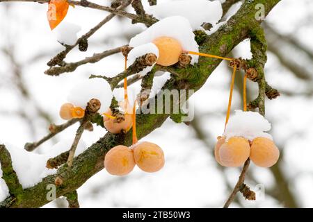 Snow-covered Ginkgo seeds Ginkgo biloba Maidenhair Tree in Winter Stock Photo