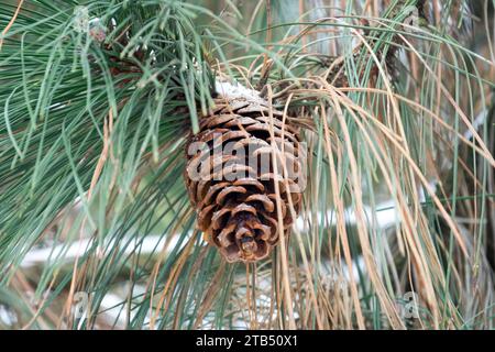 Pinus ponderosa, Cone, Winter, Snow, Pine, Needles, Twig, Foliage Stock Photo