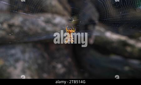 Spined Micrathena spider, dangling from it's web in Costa Rica Stock Photo