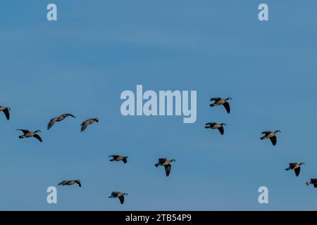 Cackling geese (Branta hutchinsii) flying against the evening sky near Woodinville, Washington State, USA. Stock Photo