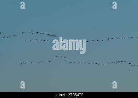 Cackling geese (Branta hutchinsii) flying against the evening sky near Woodinville, Washington State, USA. Stock Photo