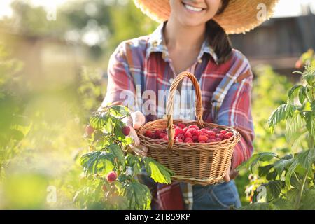 Woman holding wicker basket with ripe raspberries outdoors, closeup Stock Photo