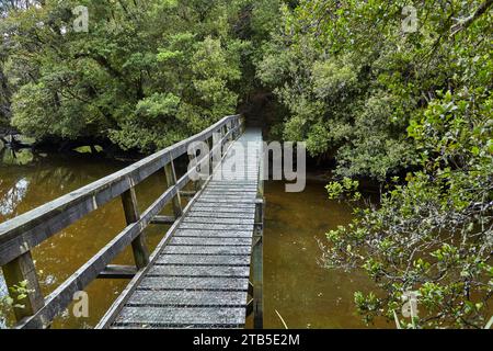 Wooden bridge over forest river, hiking track in Rakiura Stock Photo