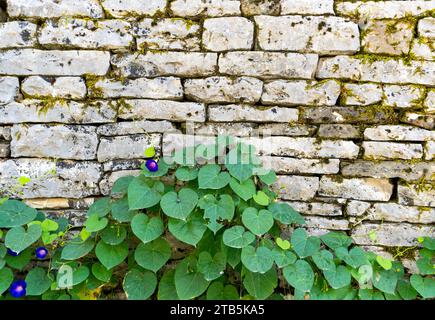 Old stone wall in Athens, Greece Stock Photo