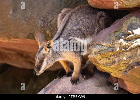 Captive Yellow-footed Rock Wallaby in Australian Zoo Stock Photo