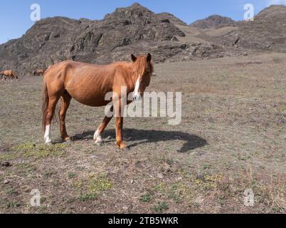 A horse grazes on a high-altitude pasture in the Altai Mountains in spring Stock Photo