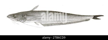 Wallago attu Mintern 111. Stock Photo