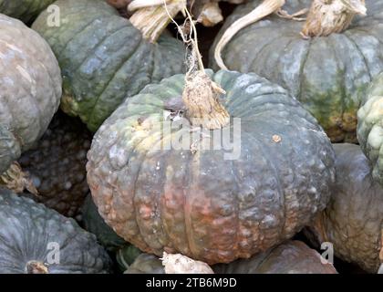Top view flat lay of many autumn Queensland Blue pumpkins in a pile. Popular holiday decoration. Stock Photo