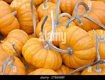 Top view flat lay of many autumn jack be little pumpkins. A favorite for fall decorations, but the fruits are edible. Stock Photo
