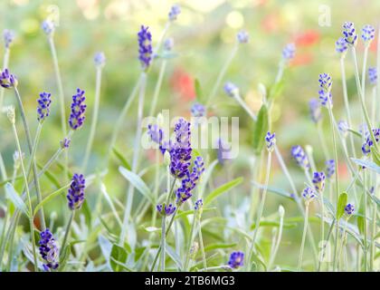 Close up on freshly blooming purple lavender flower. Shallow depth of field. Stock Photo