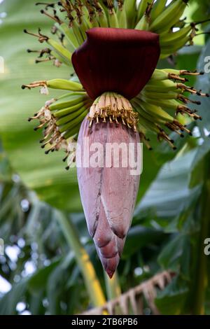 Blossom Banana Flower is a healthy nutrition vegetable on the garden tree Stock Photo