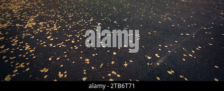 Autumn yellow leaves on asphalt. View from the top Stock Photo