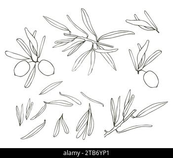 Vector logo of olive branch with leaves. Modern hand drawn vector olive ...