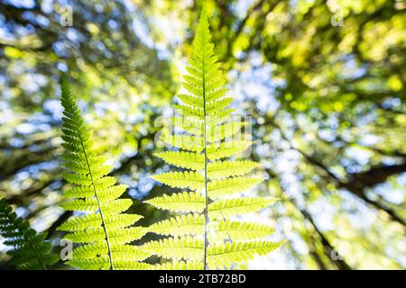 Bottom view of green fern leaves growing on forest ground, looking up view of sunrise shines through forest canopy down on fern leaves. Stock Photo