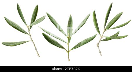 Olive branches with leaves isolated on white background. Stock Photo