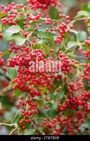 Viburnum betulifolium, birchleaf viburnum, bunches of red berries in autumn Stock Photo