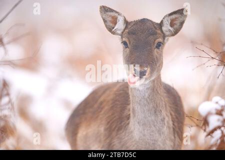 Tongue-in-cheek deer UK COMICAL images of an adorable fallow deer sticking its tongue out during snowfall were captured on December 3.     Against the Stock Photo