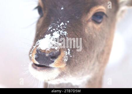 Wild Fallow Deer in the Snow UK COMICAL images of an adorable fallow deer sticking its tongue out during snowfall were captured on December 3.     Aga Stock Photo