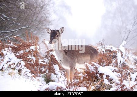 Deer in snow UK COMICAL images of an adorable fallow deer sticking its tongue out during snowfall were captured on December 3.     Against the backdro Stock Photo