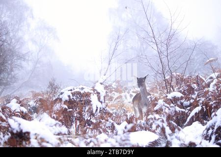 Snowed-in Deer UK COMICAL images of an adorable fallow deer sticking its tongue out during snowfall were captured on December 3.     Against the backd Stock Photo