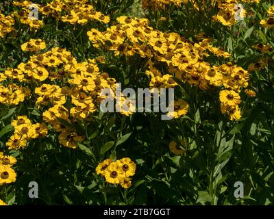 Bright yellow Helenium 'Zimbelstern' Sneezeweed flowers, Northamptonshire, England, UK Stock Photo