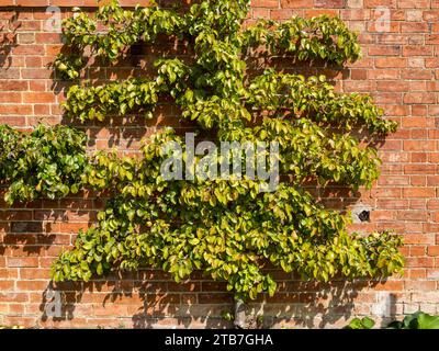 Espalier trained pear tree using wires with pears / fruit trained against old red brick wall using wires in August, UK Stock Photo