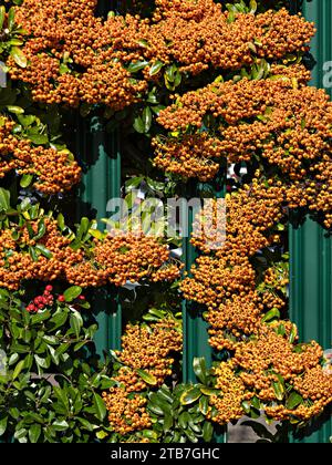 Masses of bright orange Pyracantha Firethorn berries growing through green metal fence in October. Stock Photo