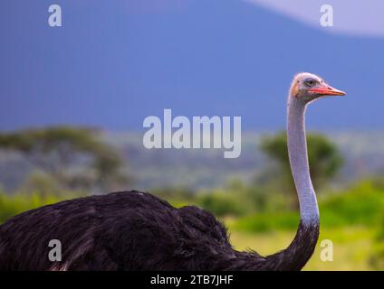 Male Somali Ostrich, Samburu County, Samburu National Reserve, Kenya Stock Photo