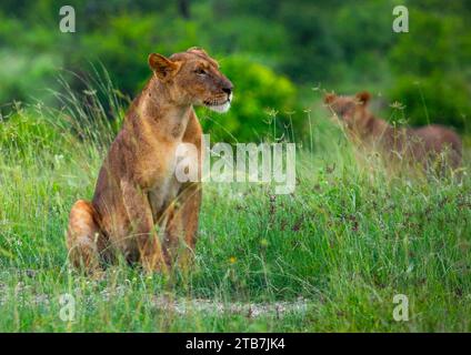 Lioness in green grass looking away, Samburu County, Samburu National Reserve, Kenya Stock Photo