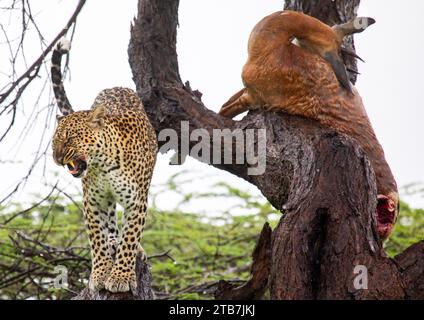 Leopard with a dead gerenuk in a tree, Samburu County, Samburu National Reserve, Kenya Stock Photo