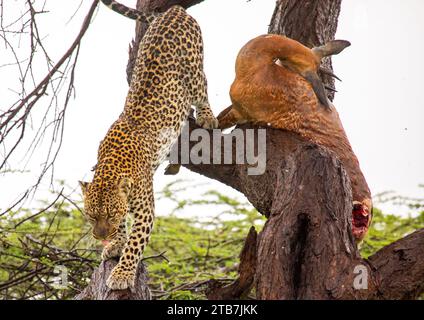 Leopard with a dead gerenuk in a tree, Samburu County, Samburu National Reserve, Kenya Stock Photo