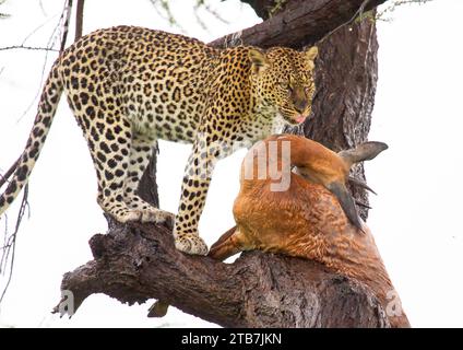 Leopard with a dead gerenuk in a tree, Samburu County, Samburu National Reserve, Kenya Stock Photo