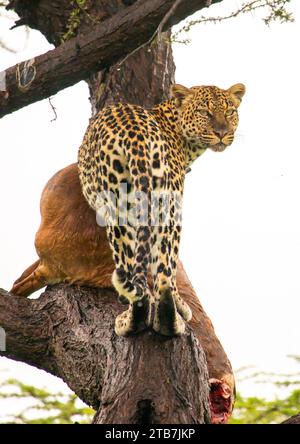 Leopard with a dead gerenuk in a tree, Samburu County, Samburu National Reserve, Kenya Stock Photo