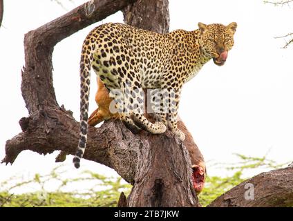 Leopard with a dead gerenuk in a tree, Samburu County, Samburu National Reserve, Kenya Stock Photo