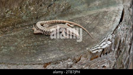 A viviparous lizard (Zootoca vivipara) rests motionless on a mossy, weathered tree stump, soaking up the warmth Stock Photo