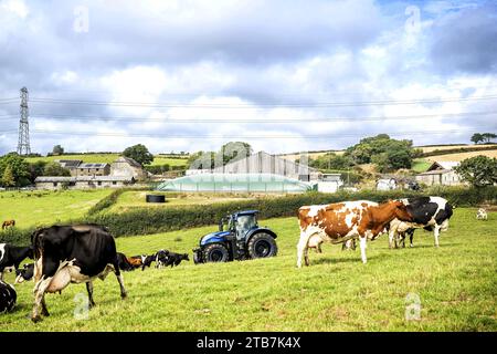 Great-Britain: agricultural landscape and cattle in Cornwall. Farm, New Holland T7 Liquefied Natural Gas (LNG) tractor, agricultural methanization uni Stock Photo