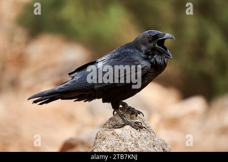 Calling Common Raven (Corvus corax) standing with open beak on a stone Stock Photo