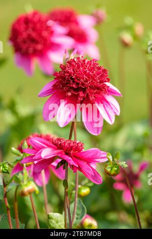 Miniature Anemone Dahlia Poodle Skirt, Pink dahlia, wine-red center Stock Photo