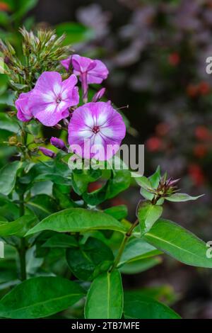 Phlox paniculata Uspekh, perennial phlox Uspekh,  violet-coloured flowers, with a starry white eye, in  late summer Stock Photo