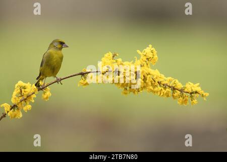 A serene image capturing a greenfinch bird resting on a golden-yellow flowering branch with a soft-focus background. Stock Photo
