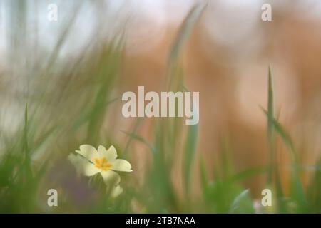 A delicate wildflower stands in soft focus amidst a blurred green grass landscape, creating a dreamlike atmosphere Stock Photo
