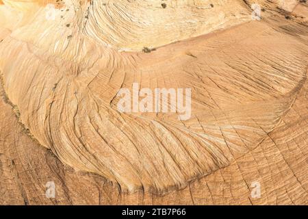 Close-up of the intricate patterns on a freshly cut tree stump showcasing the wood's natural beauty and details. Stock Photo