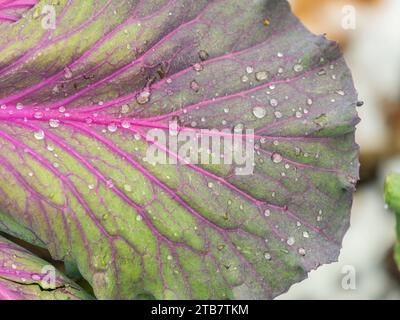 Close up of endless field with green leaves and purple veins of red cabbage plants with water drops after rain. Red cabbage, Brassica oleracea Capitat Stock Photo