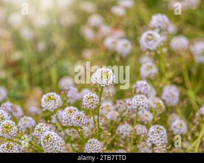 Dainty purple and white flowers of Lobularia maritima Alyssum maritimum, sweet alyssum or sweet alison, alyssum genus Alyssum is a species of low-grow Stock Photo