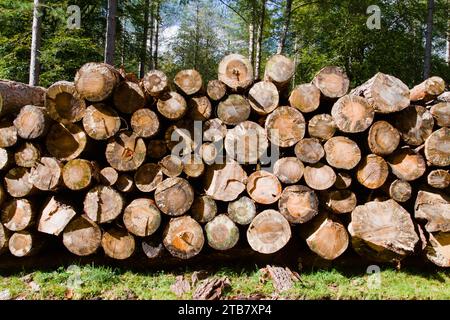 View End On Of A Stack Of Felled Pine Trees In The Forest, New Forest UK Stock Photo