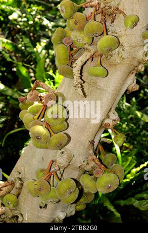 Roxburgh fig (Ficus auriculata) is a small tree native to Asia. Its fruits (infrutescences) are edible. Stock Photo